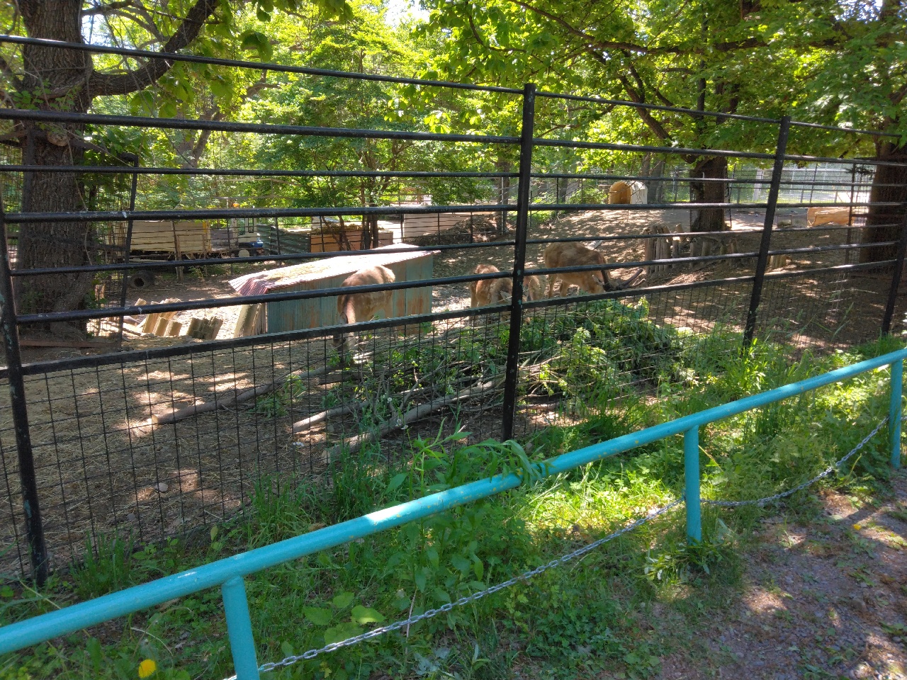 おびひろ動物園にヤナギの木を寄贈しました。